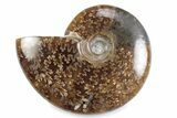 Polished Ammonite (Cleoniceras) Fossil - Madagascar #364948-1